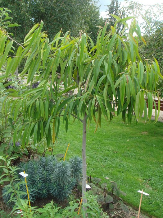 Ficus binnendykii